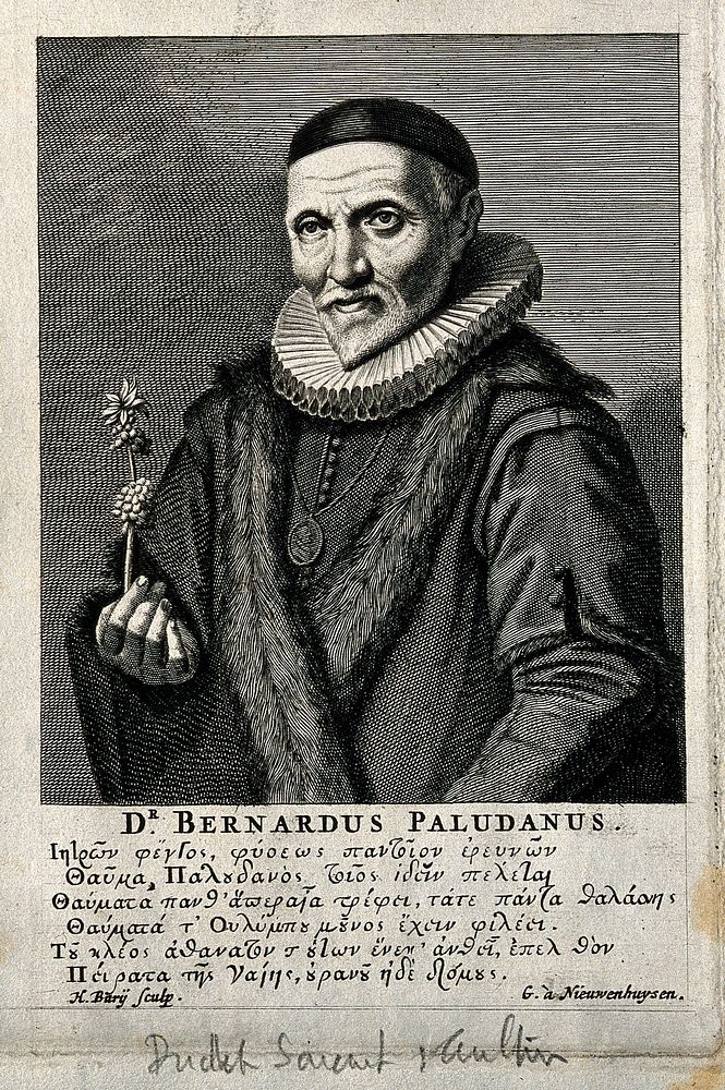 Bernardus Paludanus. Line engraving by H. Bary after Jan van de Velde after H.G. Pot.