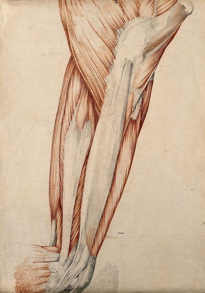 Muscles and tendons of the thigh and knee-joint. Red chalk and pencil drawing by or associated with A. Durelli, ca. 1837.