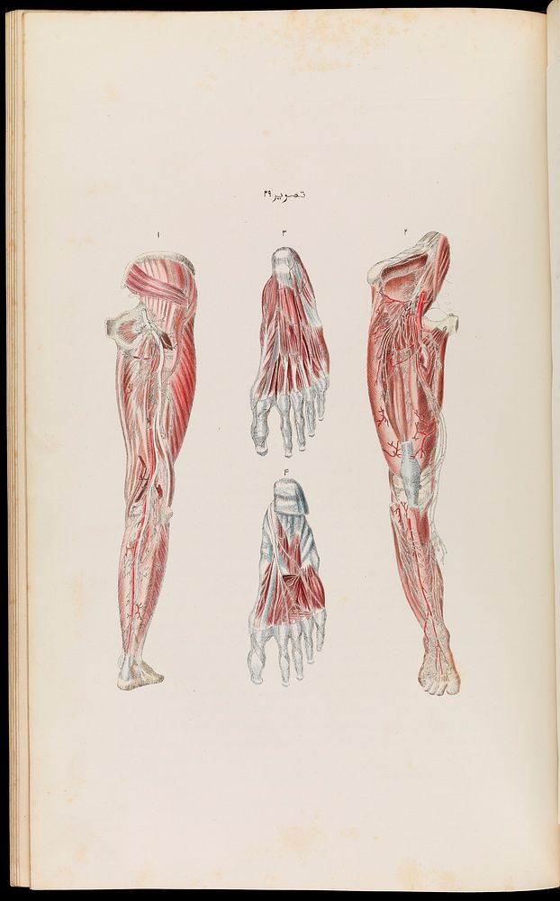 An atlas of anatomical plates of the human body ... / by Frederic John Mouat.