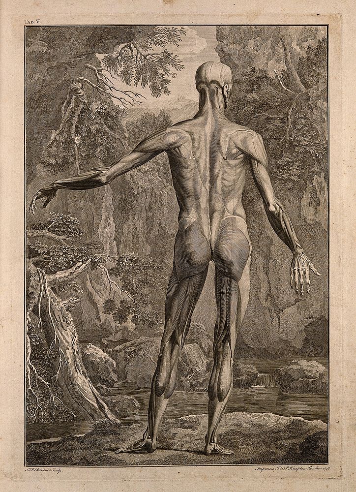An écorché figure, back view, with left arm extended, showing the bones and the muscles, with a stream in the background.…