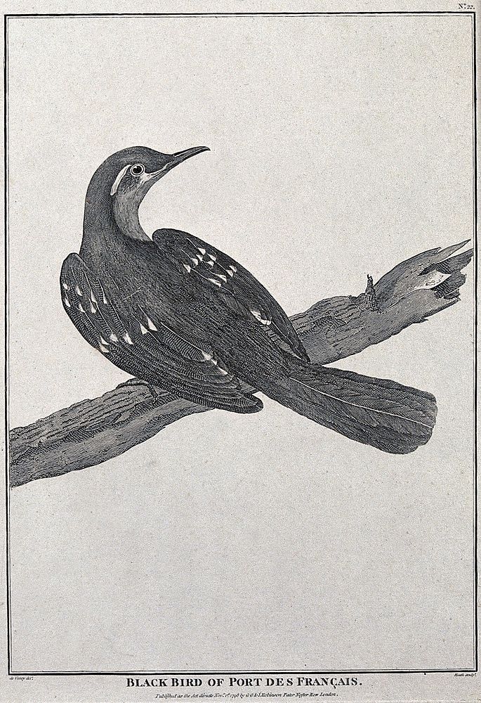Black bird from Port des Francais. Engraving with etching by J. Heath, ca. 1798, after de Vancy.