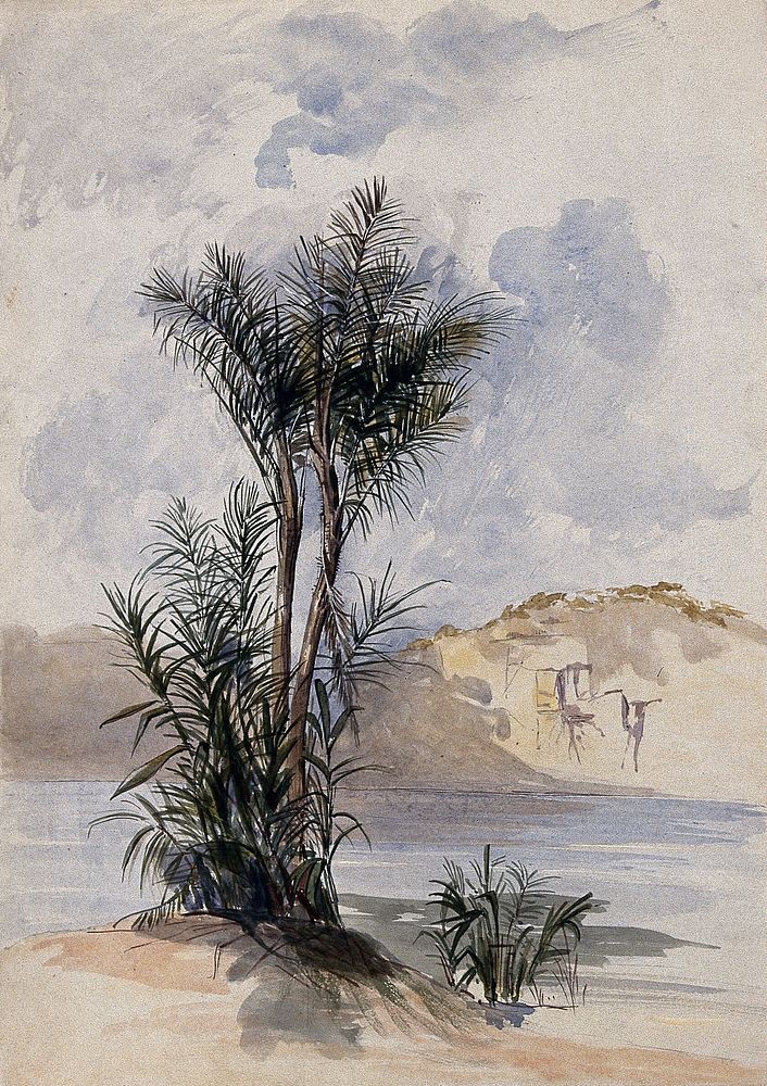 A jauari palm tree (Astrocaryum jauari) growing on a river bank. Watercolour after C. Goodall, 1846.