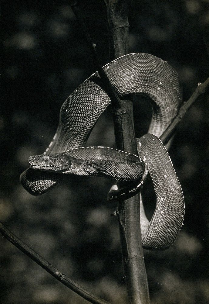 Green tree snake (Chondropython viridis), coiled around a tree. Photograph, 1900/1920.
