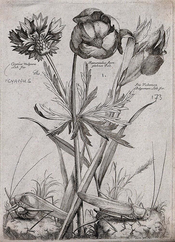 Three plants, including a cornflower (Centaurea cyanus) and an iris: flowering stems with two grasshoppers. Etching by N.…