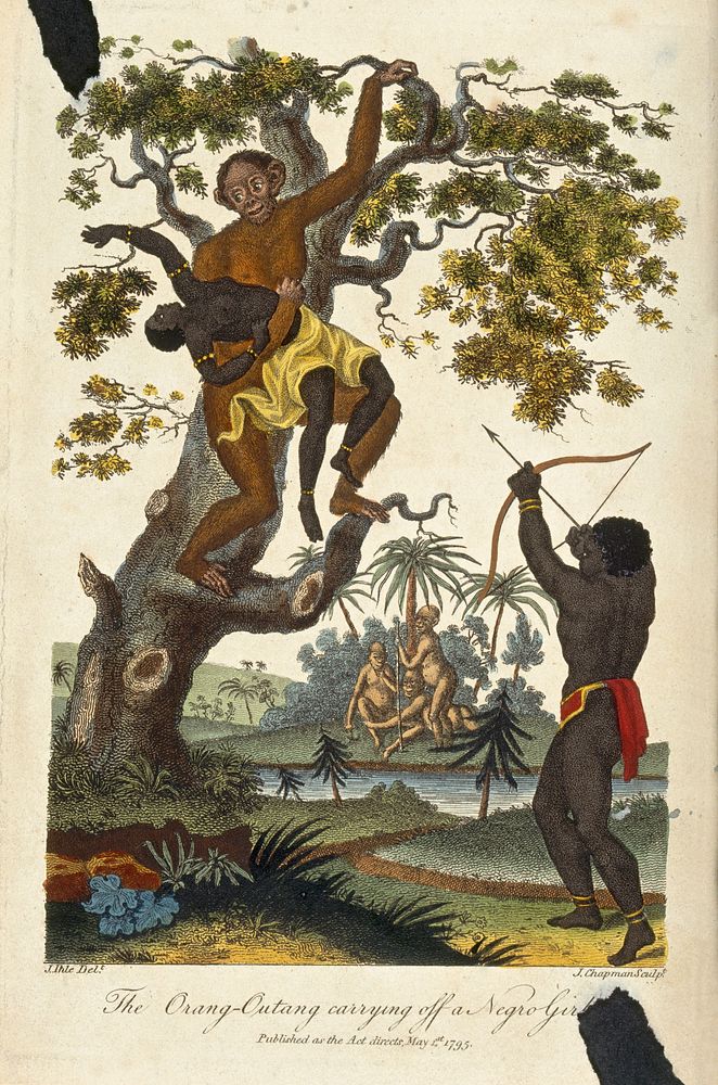 An orang-utan carrying a girl into a tree as a man shoots arrows from below. Coloured engraving by J. Chapman, ca. 1795…
