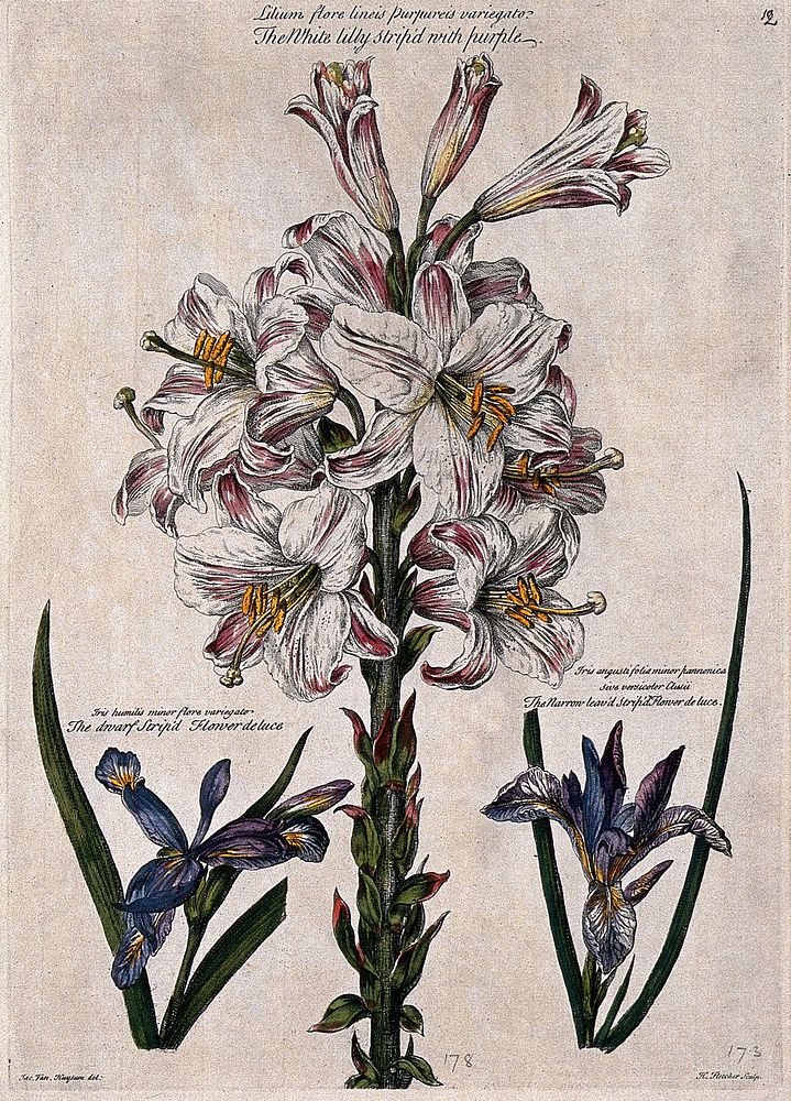 White lily striped with purple (Lilium sp.) and two irises (Iris sp.) Coloured engraving by H. Fletcher, c. 1730, after J.…