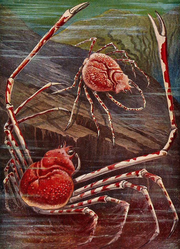 Two giant crabs of Japan shown under water. Colour line block after T. Carreras.