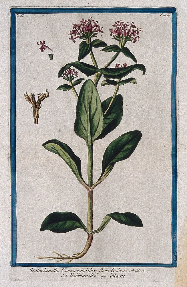 Corn Salad (Valerianella olitoria Pollich.): entire flowering plant with separate floral sections. Coloured etching by M.…