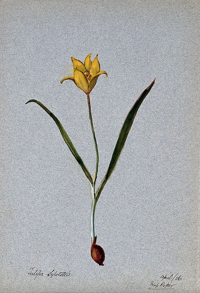 Wild tulip (Tulipa sylvestris): flowering plant. Watercolour, 1906.