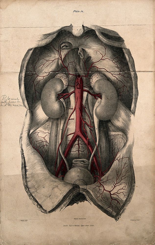 Dissection of the thorax and abdomen showing viscera and the aorta. Coloured lithograph by William Fairland, 1837, after J.…