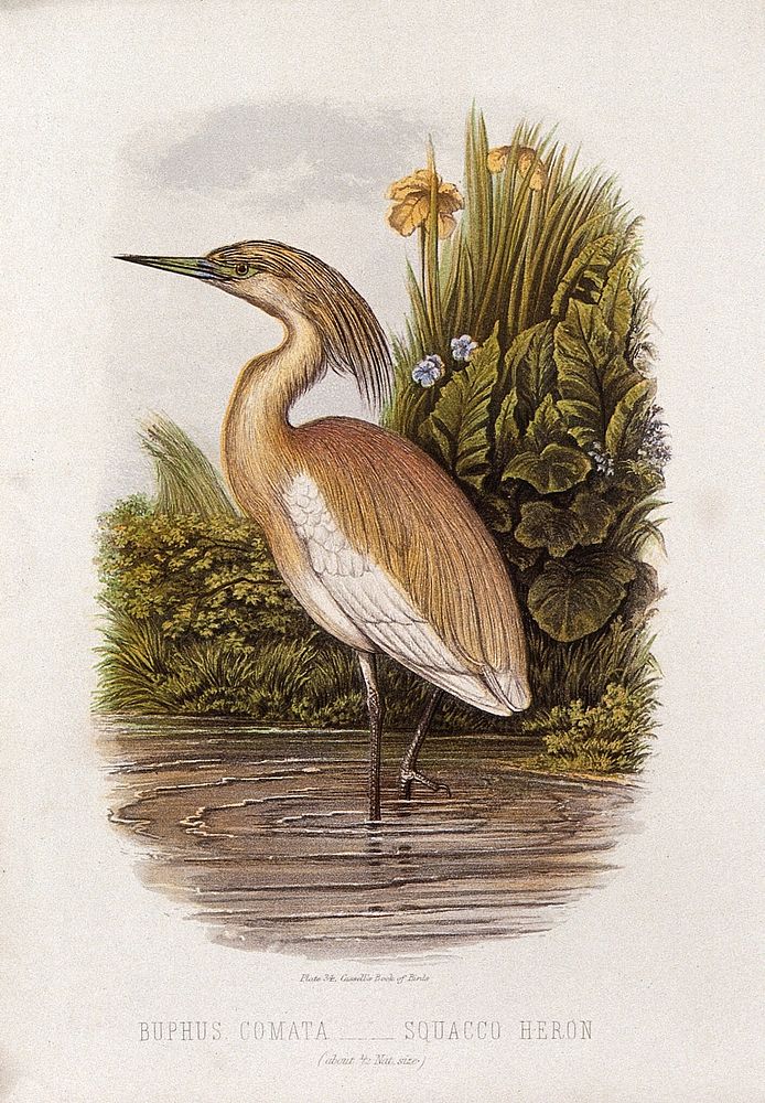 A squacco heron (Buphus comata). Colour lithograph, ca. 1875.
