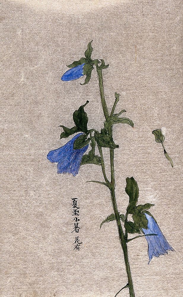 A plant, possibly of the Malvaceae family: flowering stem with blue flowers. Watercolour.