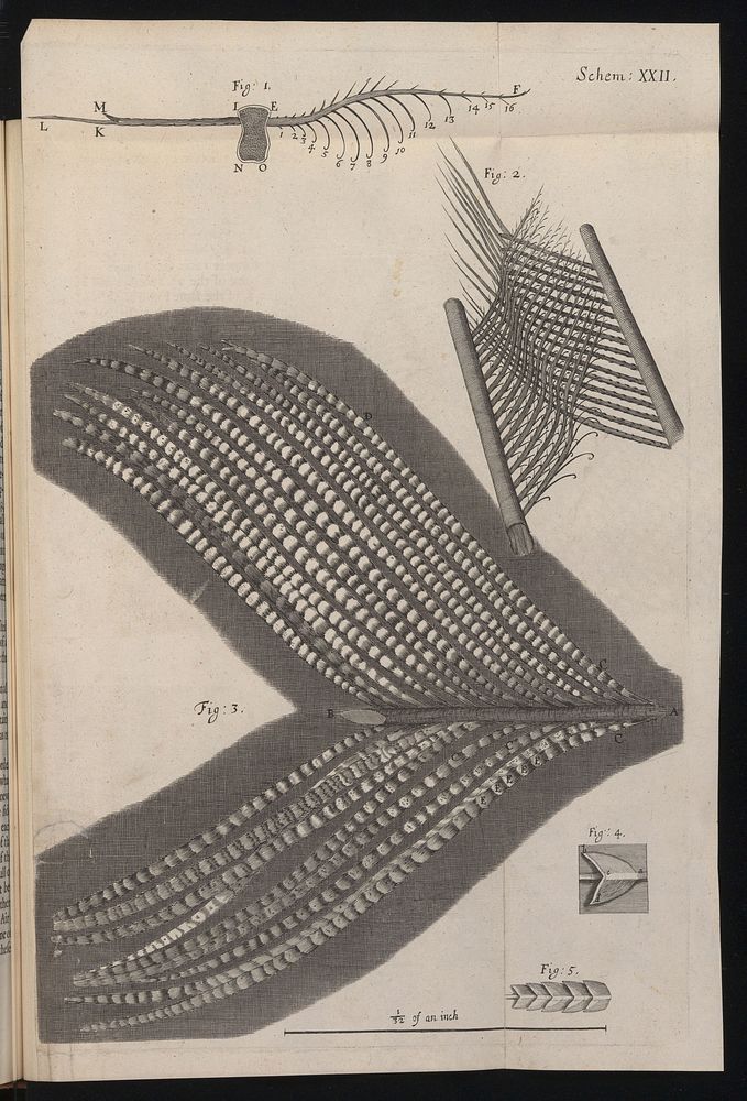 Engraving from Micrographia, 1665, by Robert Hooke.
