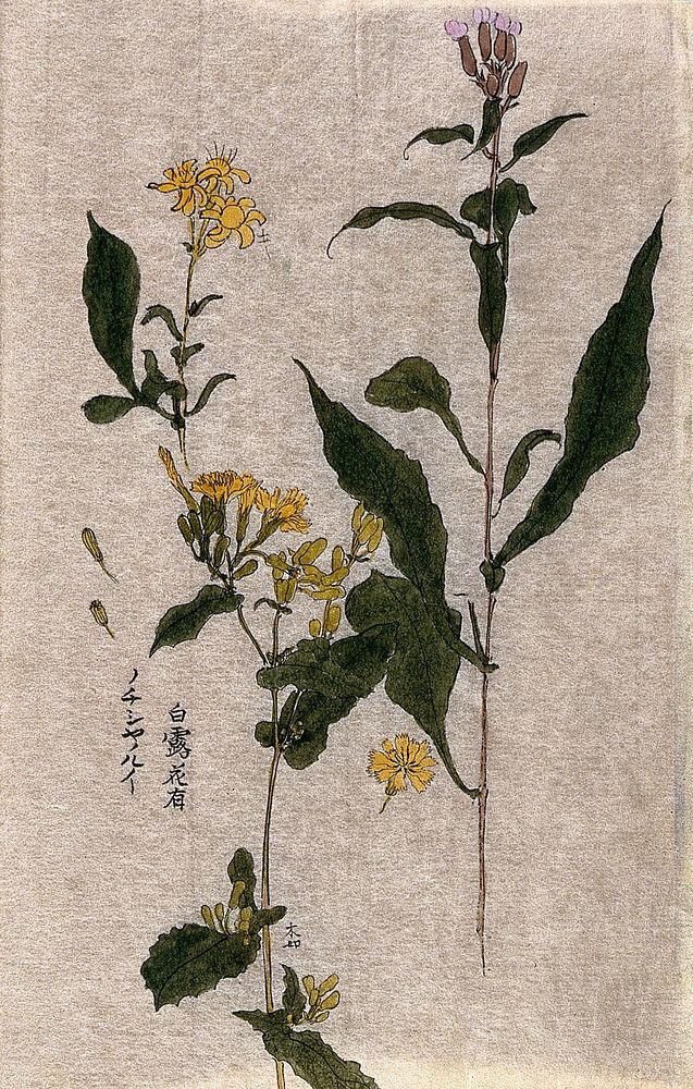 Three plants, one of the Compositae family: flowering stems with pink and yellow flowers. Watercolour.