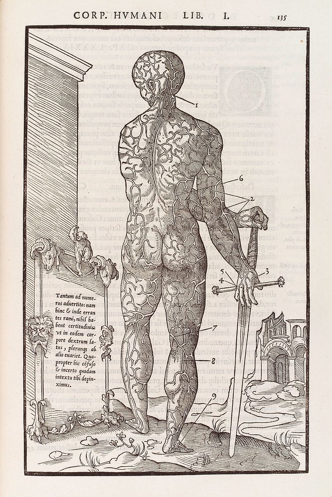 Anatomical figure displaying veins on the rear of the body