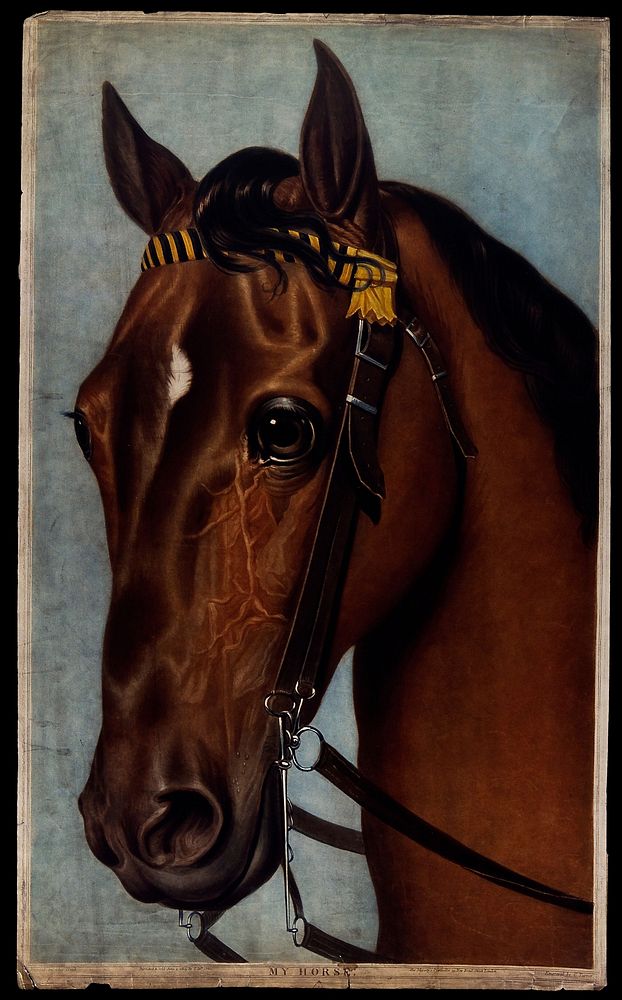 A horse's head, wearing a bridle. Coloured mezzotint by C. Turner after G. Head, 1804.