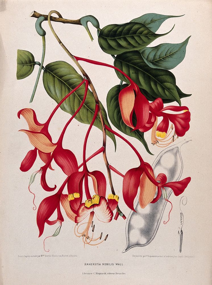 Orchid Tree or Pride of Burma (Amherstia nobilis Wallich.): flowering branch with separate fruit and sectioned ovary.…