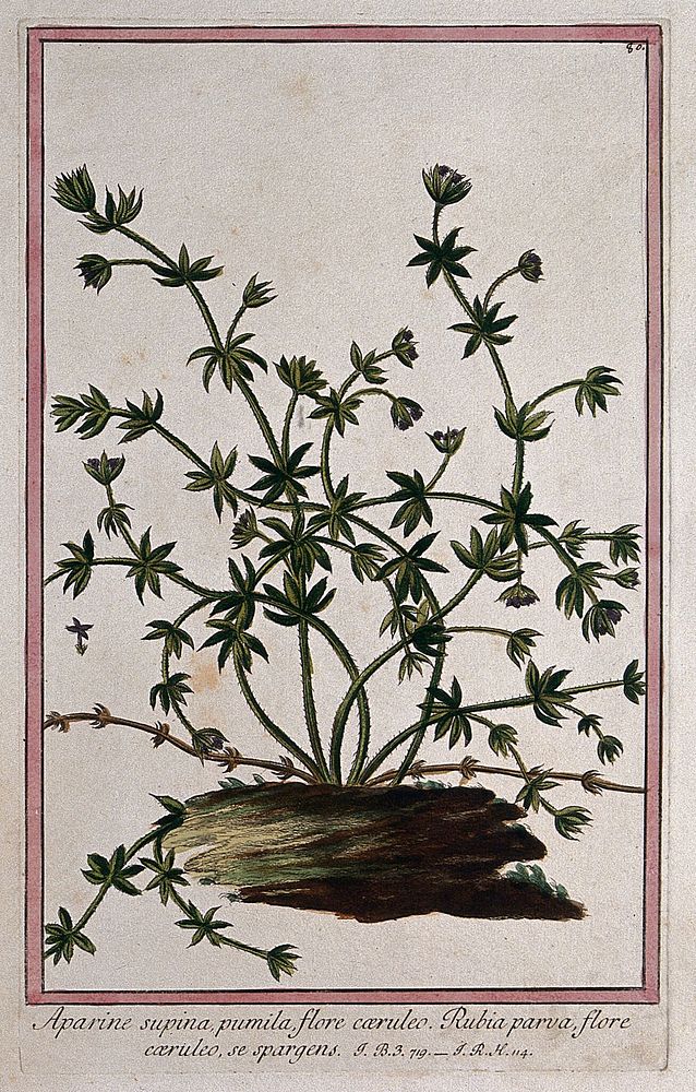 A type of bedstraw (Galium sp.): flowering stems arising from piece of wood with separate flower. Coloured etching by M.…