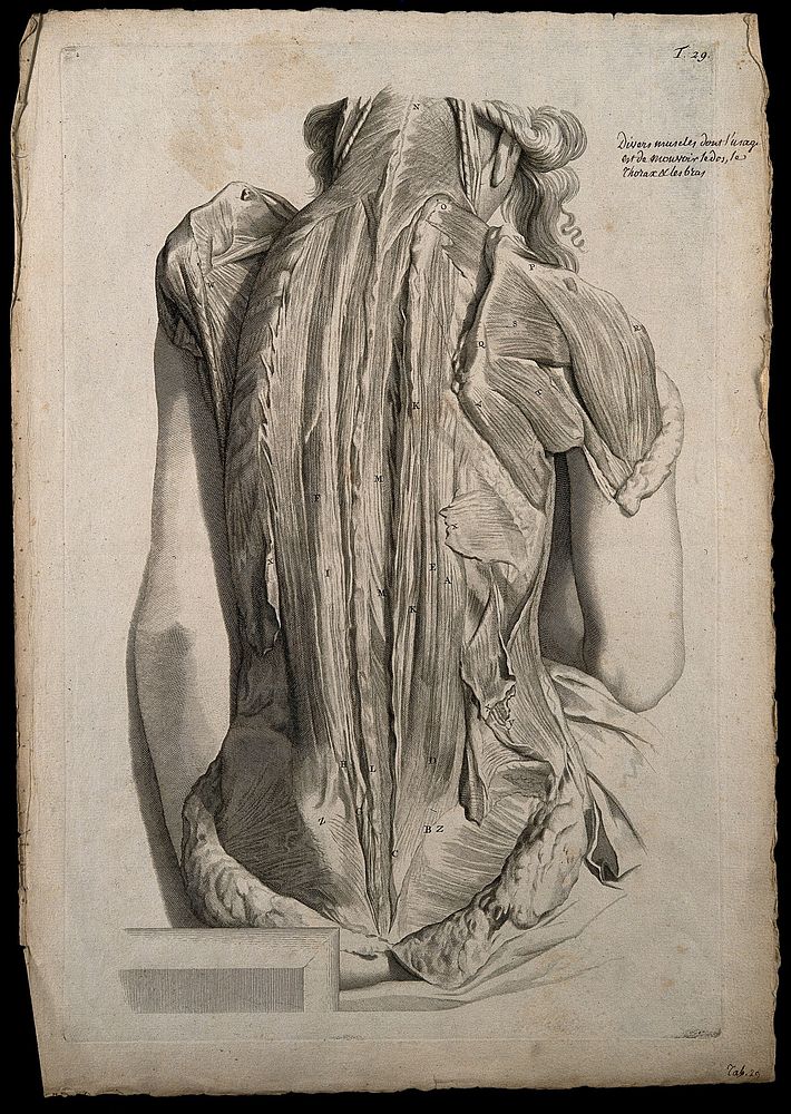 Muscles of the back and shoulder. Engraving after G. de Lairesse, 1739.