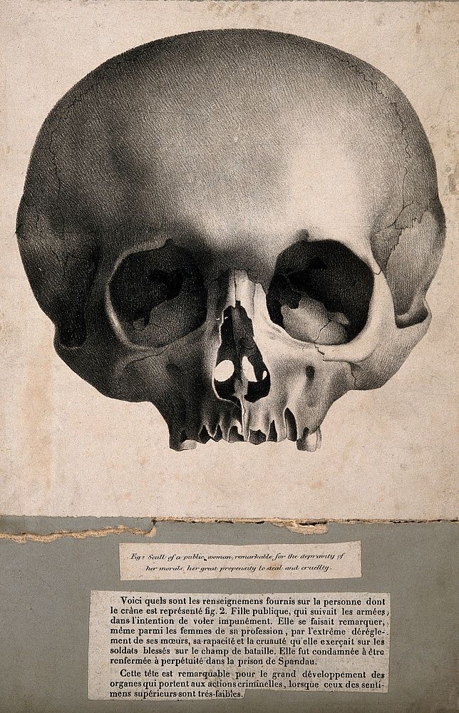 Scull of a public woman, remarkable for the depravity of her morals, her great propensity to steal and cruellty.