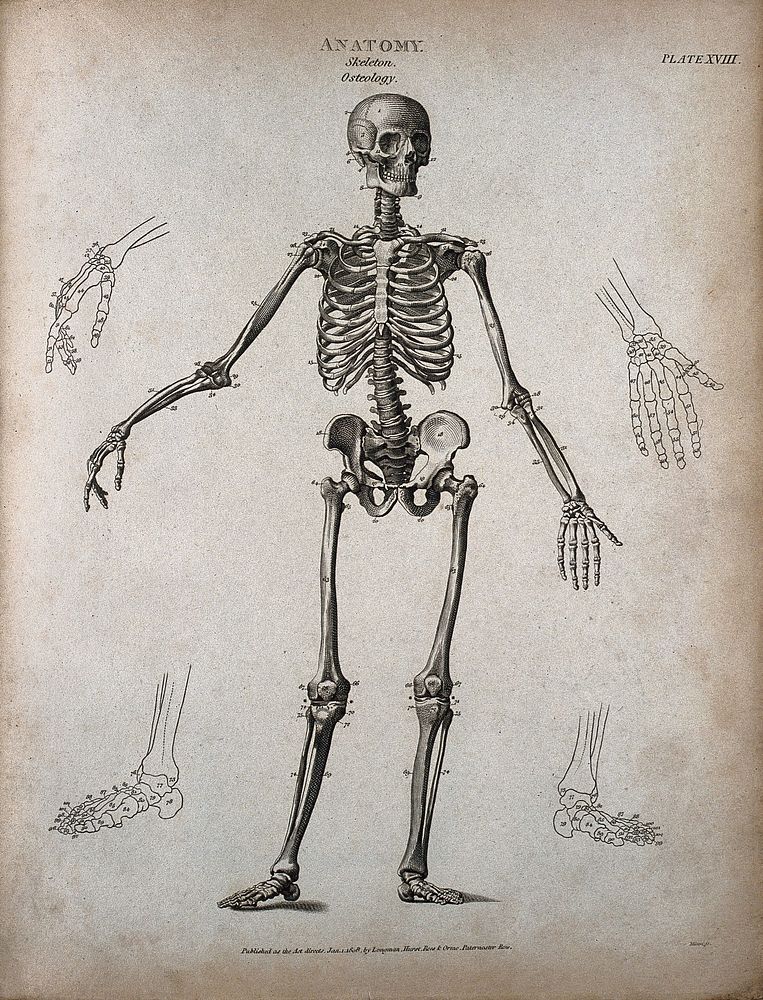 A standing skeleton: front view, with right arm extended and outline diagrams showing the bones of the hands and feet.…