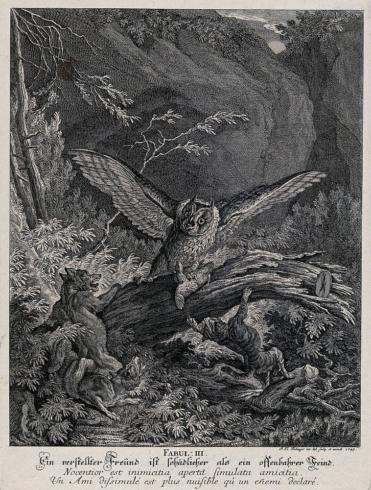 An owl is about to settle on its prey when it is attacked by two foxes and a lynx from underneath the trunk. Etching by J.…