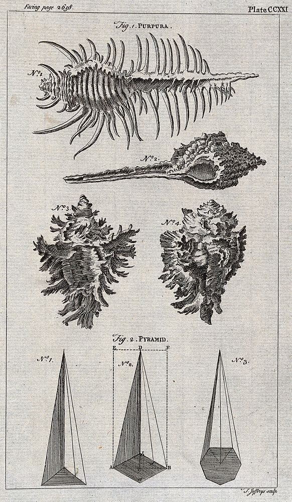 Above, the shell of a purpura; below, three sea shells and three diagrams of pyramids. Etching by T. Jefferys.