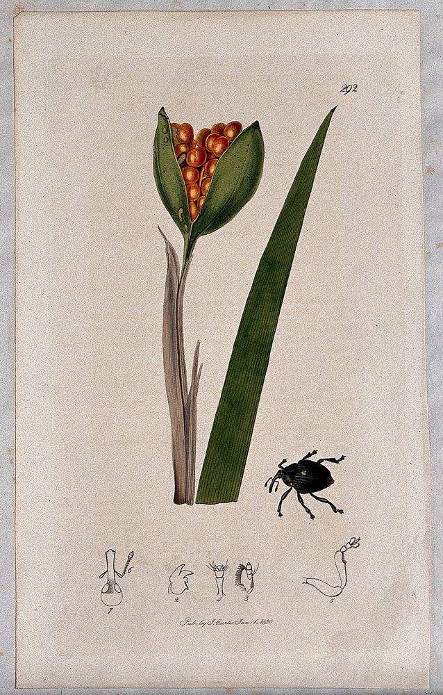 Gladdon or stinking iris (Iris foetidissima) with an insect and its abdominal segments. Coloured etching, c. 1830.