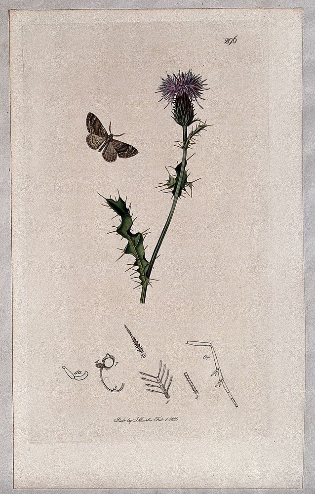 A thistle (Carduus arvensis) with an associated moth and its abdominal segments. Coloured etching, c. 1830.