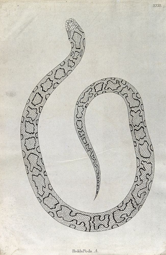 An Indian snake: Pedda Poda. Engraving by W. Skelton, ca. 1796.