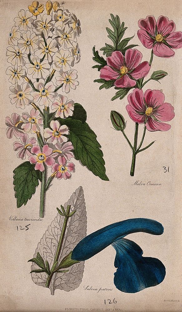 Three flowers: a garden verbena (Verbena teucrioides), a mallow (Malva coccineum) and a salvia (Salvia patens). Coloured…
