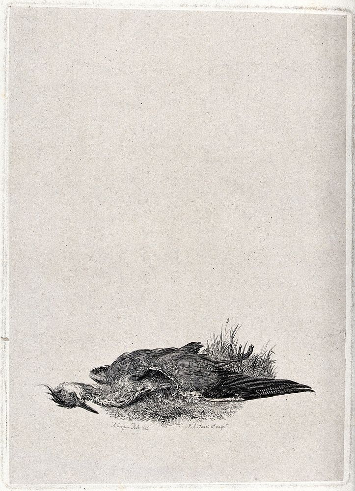 A dead and decaying heron lying on the ground. Engraving by J. R. Scott after A. Cooper.