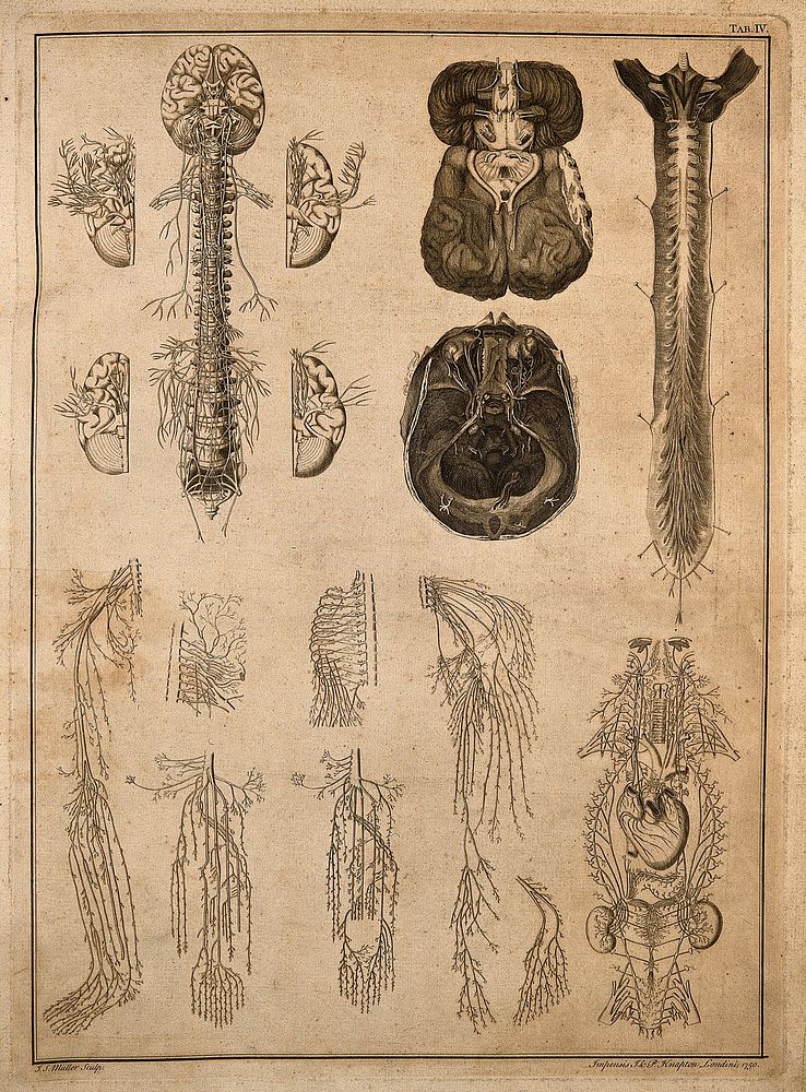 Anatomy of nerves of the head and trunk: sixteen figures. Engraving by J.S. Muller after B. Eustachius and others, 1750.