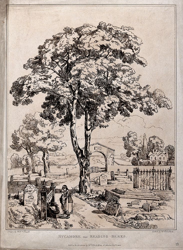 Sycamore tree (Acer pseudoplatanus L.) in a graveyard near Reading, Berkshire. Soft-ground etching by W. Delamotte, c. 1806…