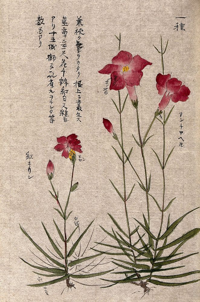 A plant, possibly a pink (Dianthus species): two flowering stems. Watercolour.