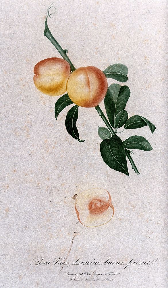 Peach (Prunus species): fruiting branch with halved fruit. Colour aquatint by F. Corsi, c. 1817, after D. del Pino.