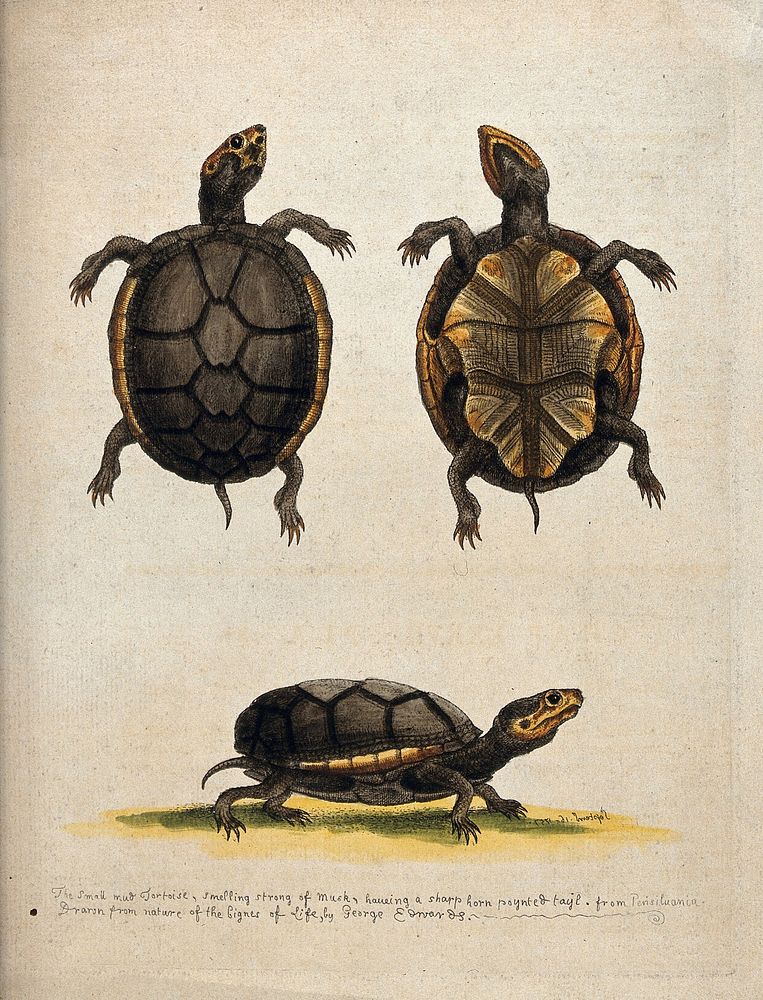 Above, a mud tortoise; below, profile of a mud tortoise. Coloured etching by G. Edwards after himself.