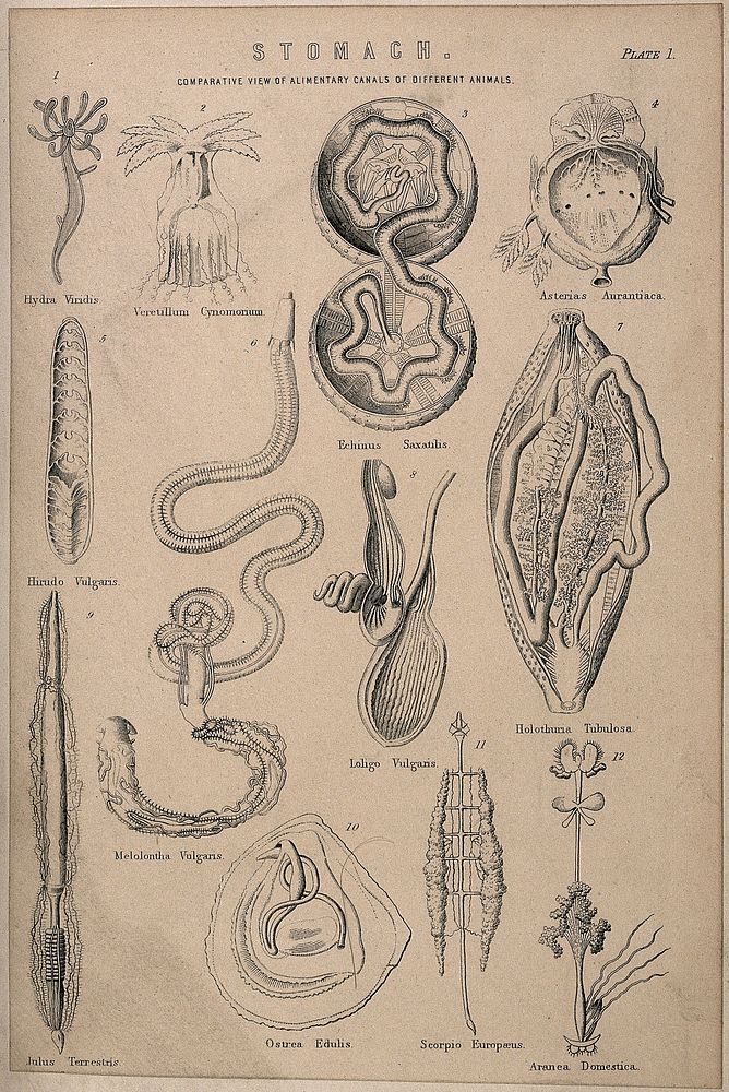 Dissections comparing the stomachs of various species of animal: twelve figures. Line engraving, 1830/1870.