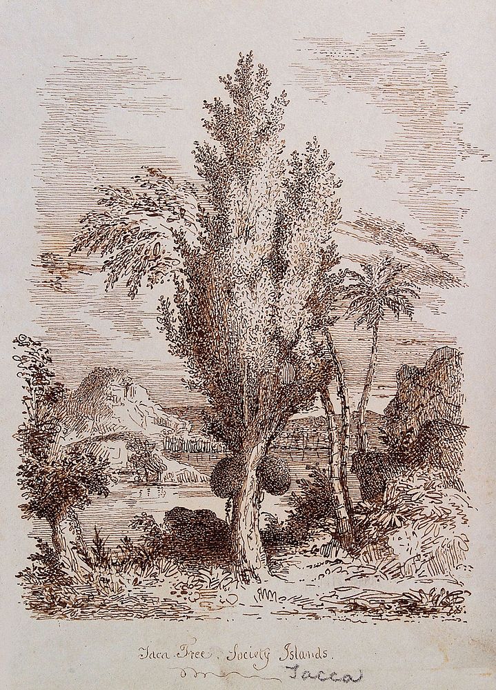 Jak tree (Artocarpus heterophyllus) with fruit in the Society Islands. Pen drawing.