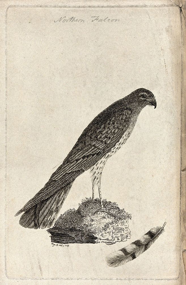 A falcon or kestrel and one of its tail feathers. Etching by Eliza D.
