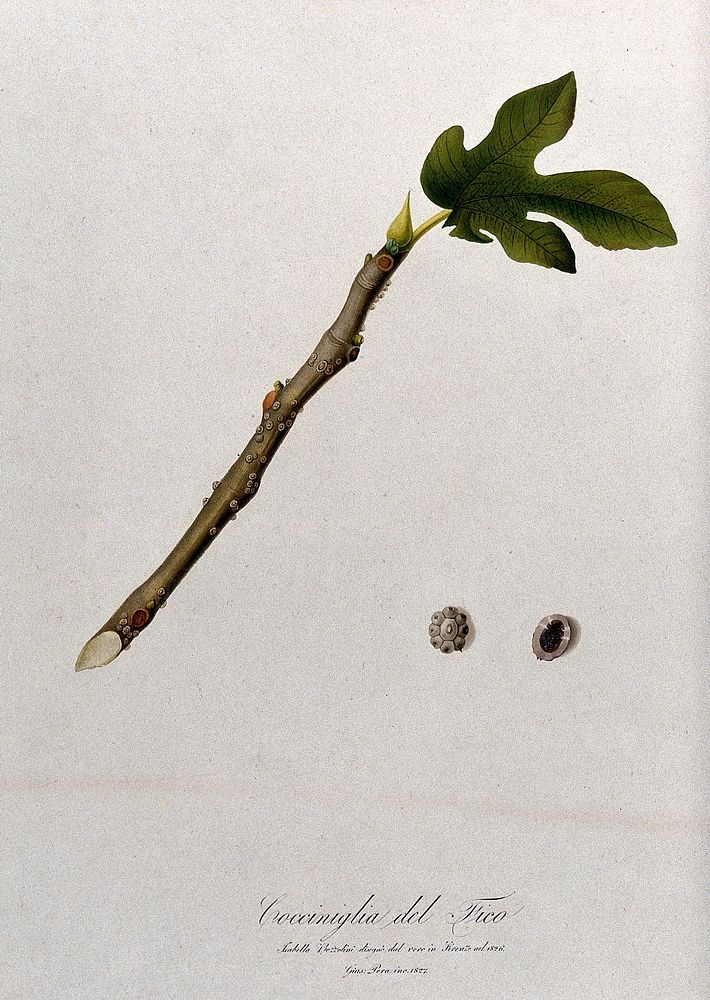 Fig (Ficus species): branch with sections of fruit. Colour aquatint by G. Pera, 1827, after I. Bozzolini, 1826.
