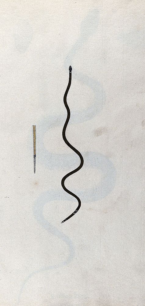A snake, slender and green in colour with a small black marking, edged with white, near the tail: includes a detail of the…