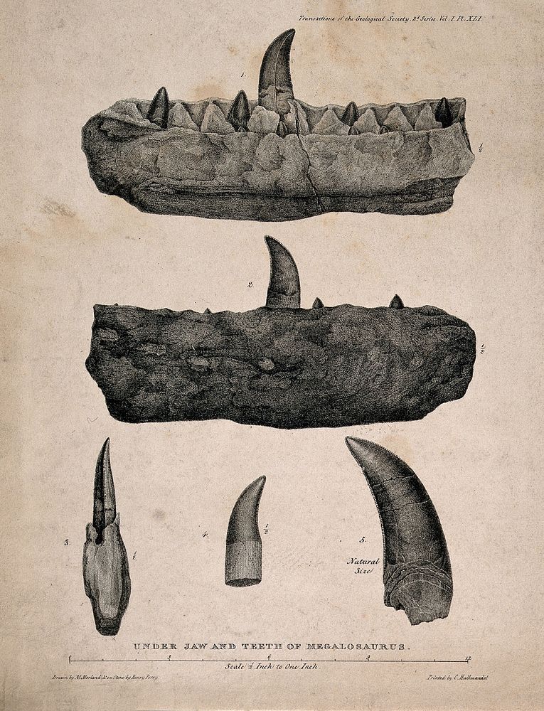 Megalosaurus teeth and lower jaw. Lithograph, ca. 1822.