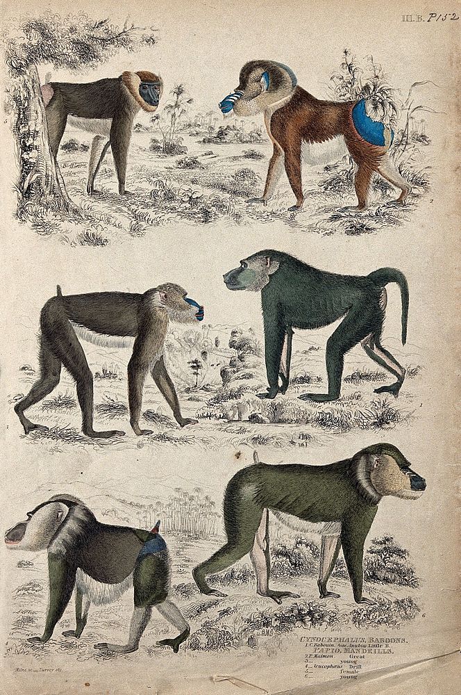 Above, a female mandrill and a great mandrill; middle, a young mandrill and a little baboon; below, a drill mandrill and a…