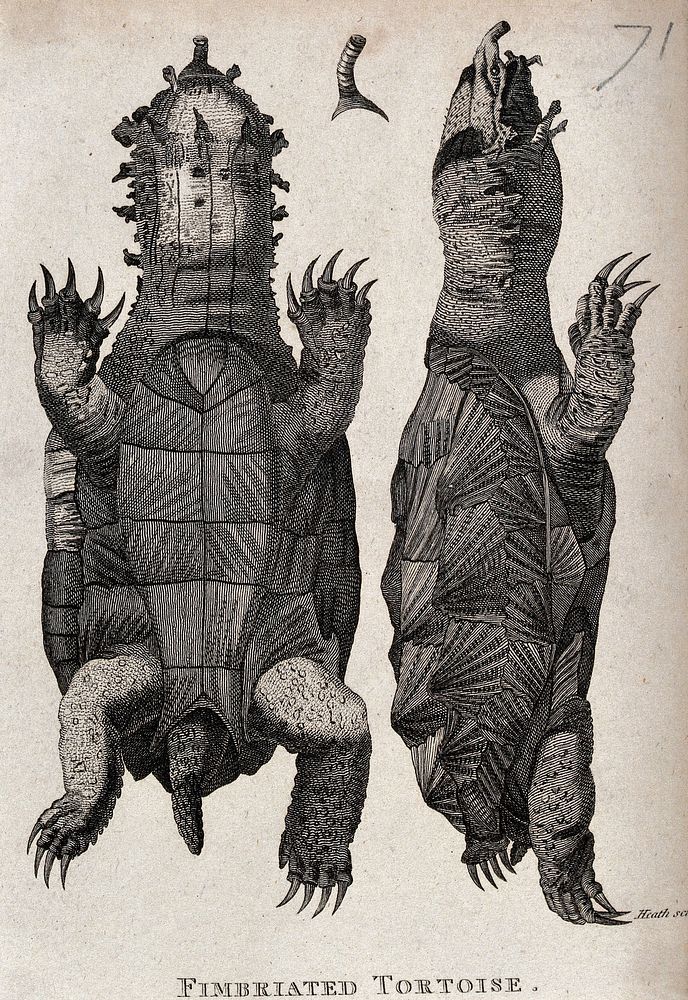 Left, a fimbriated tortoise shown from below; right, a fimbriated tortoise shown from the side. Etching by Heath.
