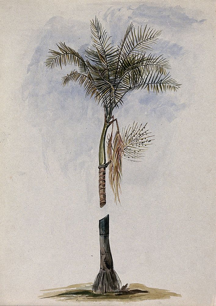 A palm (Astrocaryum species): crown of leaves, fruit and stem base. Watercolour after C. Goodall, 1846.