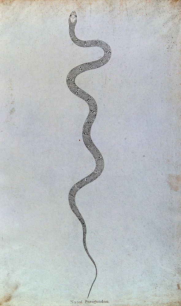 An Indian snake: Nooni Paragoodoo. Engraving by W. Skelton, ca. 1796.