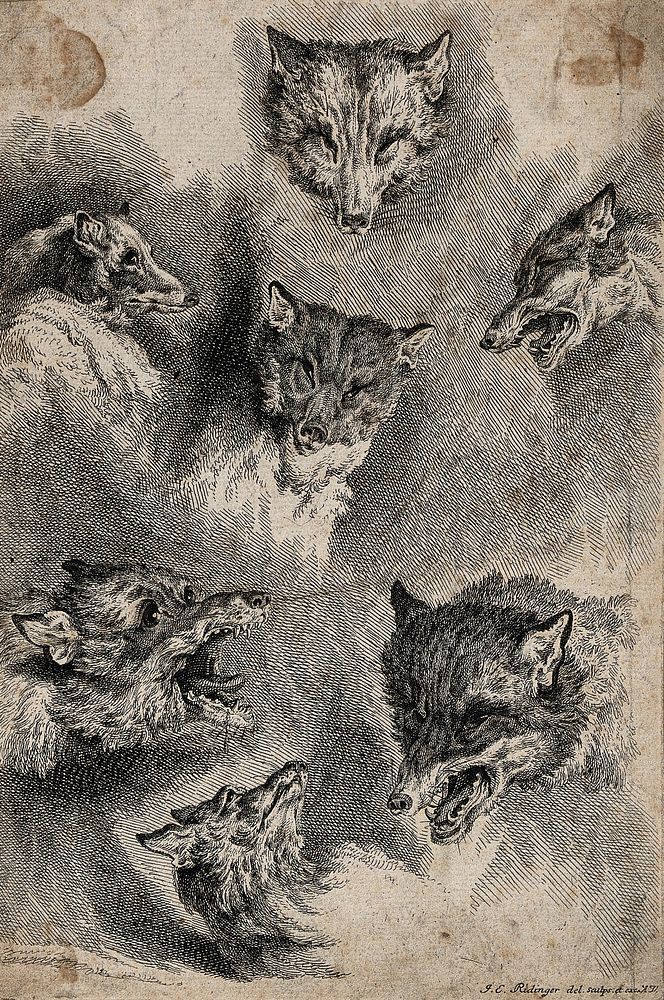 Seven different facial expressions of a fox, ranging from observant to defensive. Etching by J. E. Ridinger.