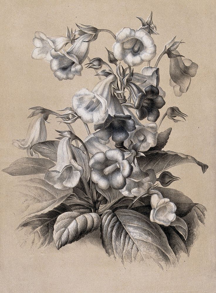 A bunch of flowering gloxinias (Sinningia speciosa var.). Lithograph by E. Champin, c. 1850, after herself.