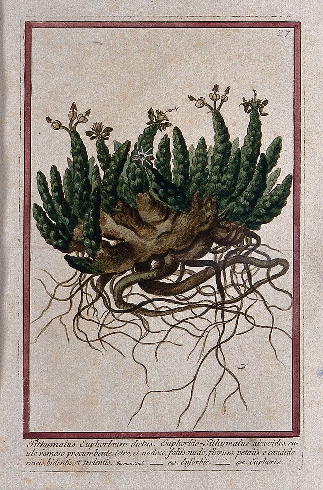 A plant (Euphorbia sp.): entire flowering and fruiting plant. Coloured etching by M. Bouchard, 1772.